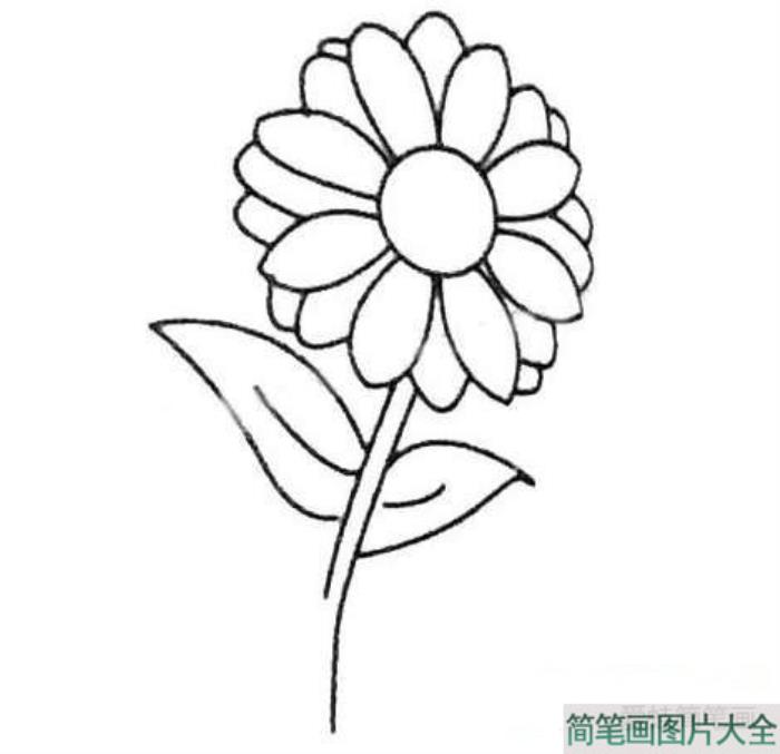 野菊花简笔画  第2张