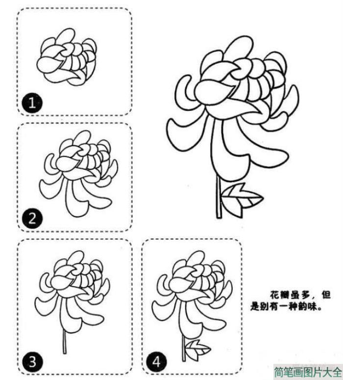 菊花简笔画