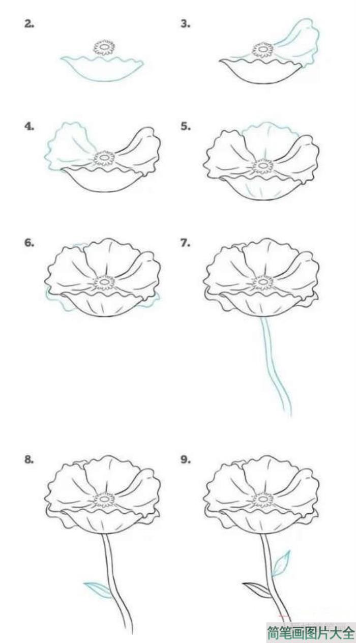 红菊花简笔画