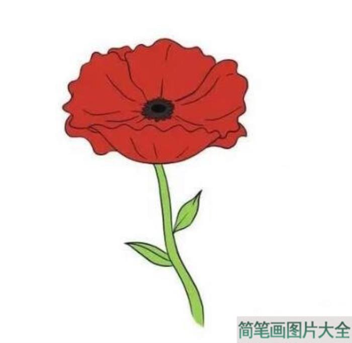 红菊花简笔画  第2张