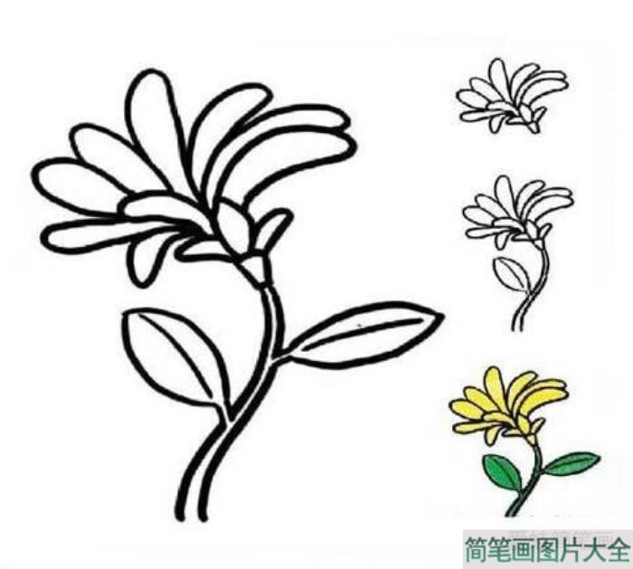 菊花简笔画