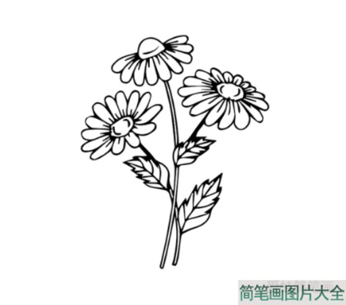 雏菊简笔画  第3张