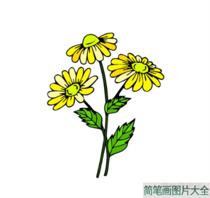 雏菊简笔画  第4张