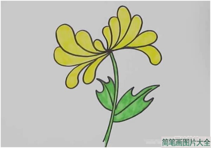 如何画黄菊花简笔画  第3张