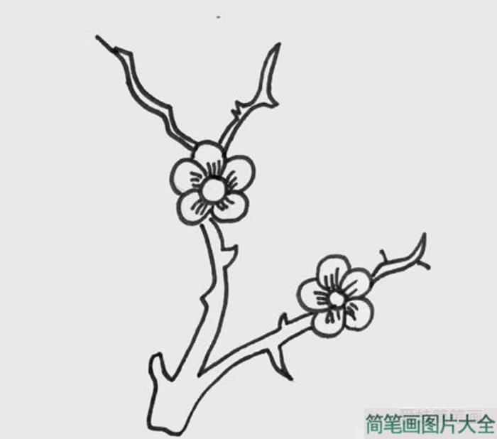 树枝上的梅花简笔画  第2张