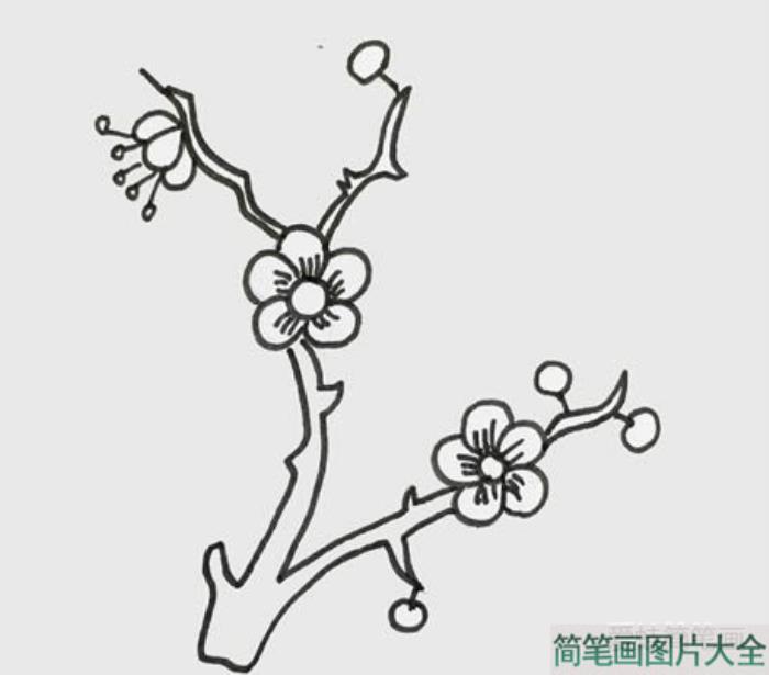 树枝上的梅花简笔画  第3张