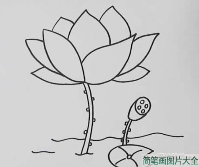 如何画荷花简笔画  第2张