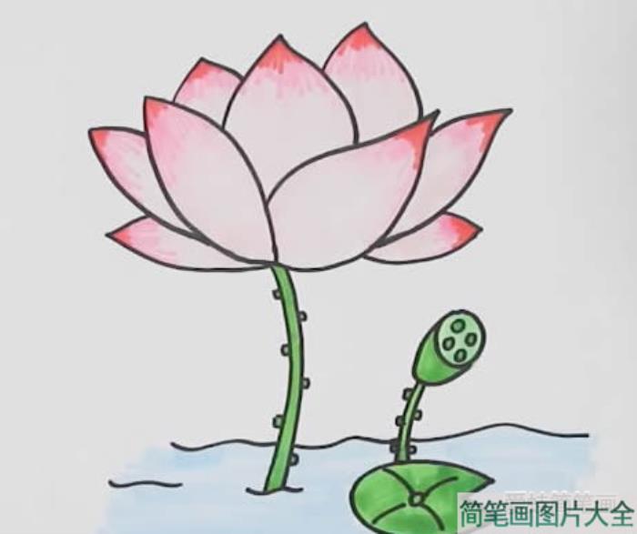 如何画荷花简笔画  第3张