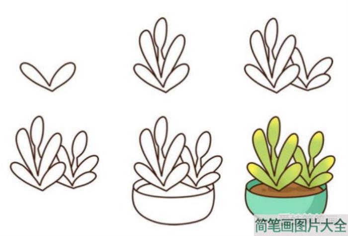 多肉植物简笔画