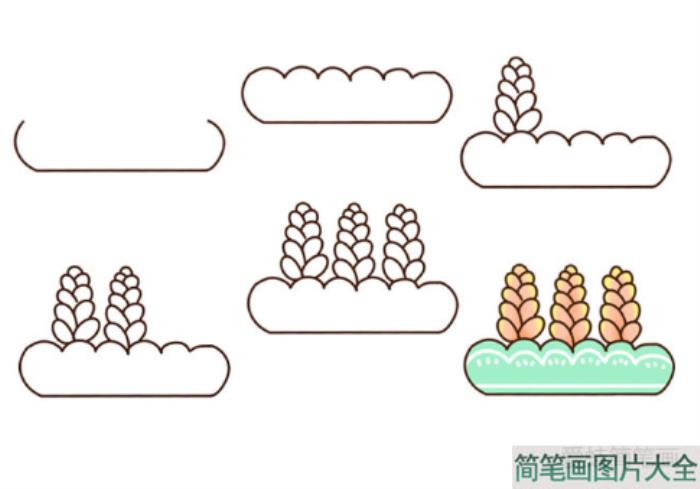 多肉植物简笔画