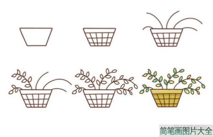 多肉植物简笔画