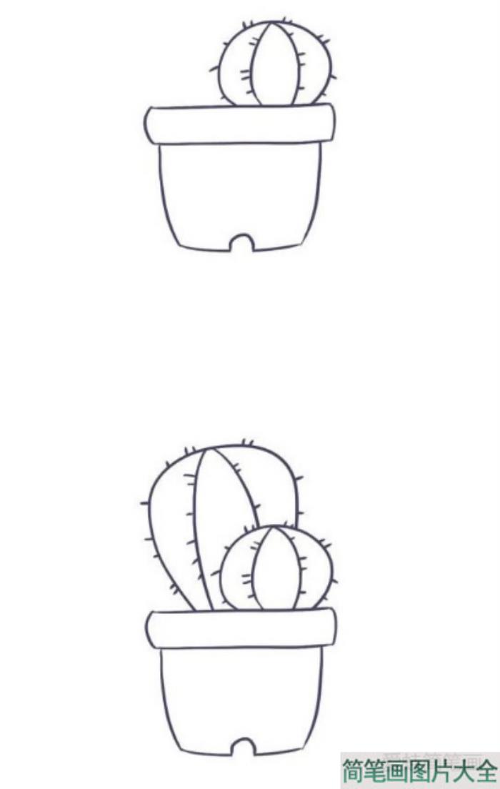仙人球盆栽的画法图解教程  第2张