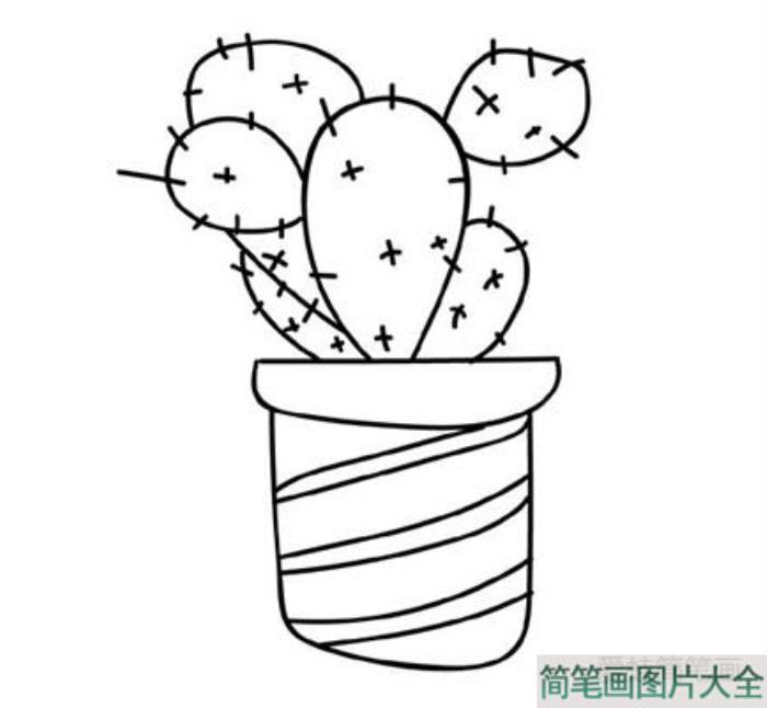 植物仙人掌简笔画  第2张