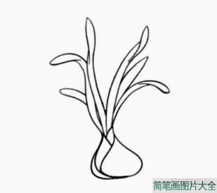 芬芳清新的水仙花简笔画教程  第2张