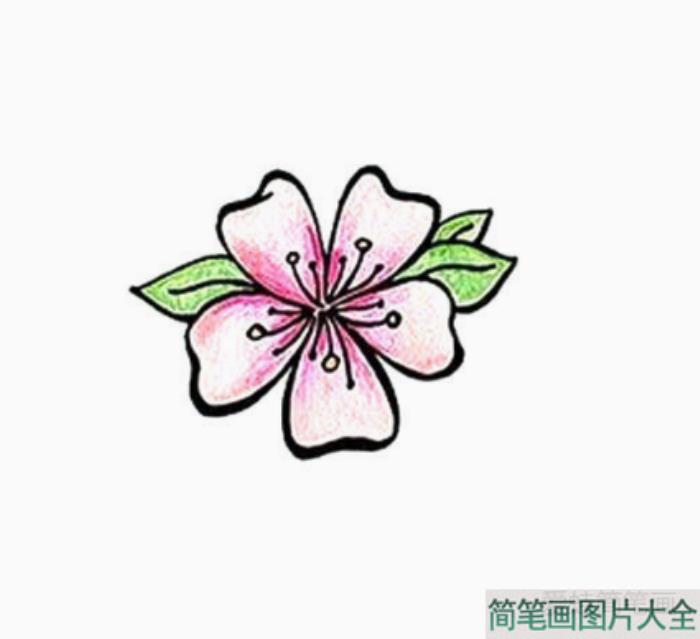 简单五步画漂亮的樱花  第5张