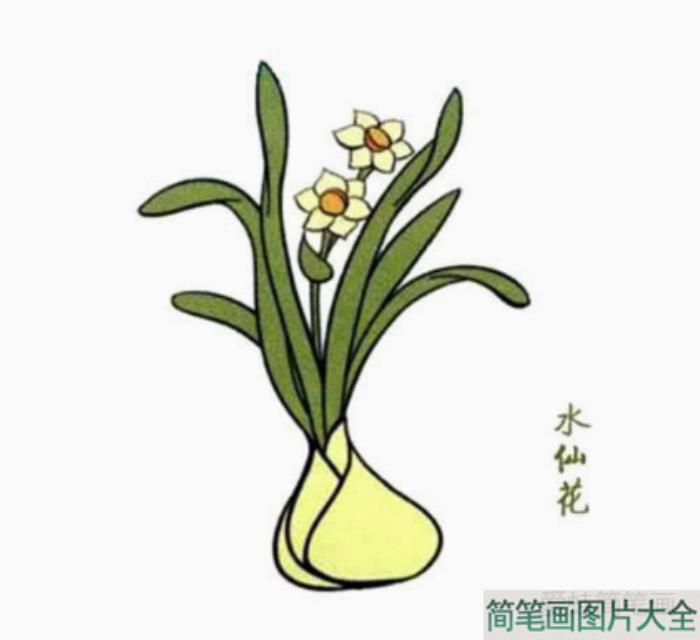 芬芳清新的水仙花简笔画教程  第4张