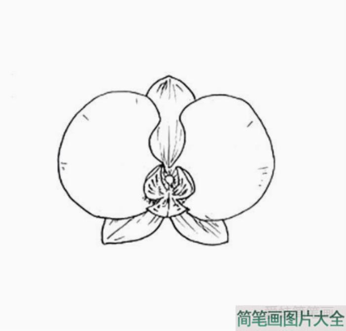 兰花花朵简笔画画法步骤  第5张