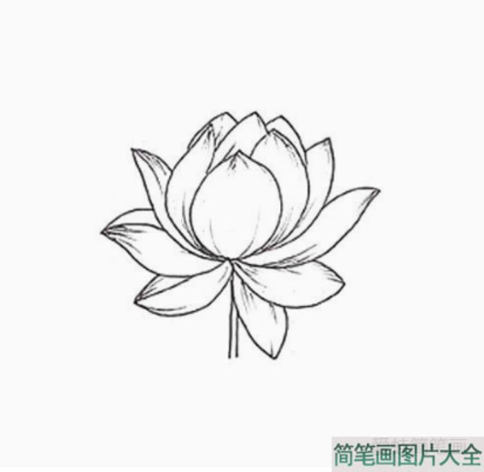 莲花花朵简笔画画法步骤  第6张