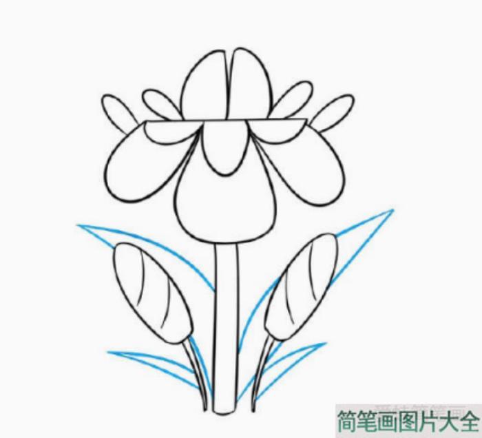 漂亮的小花简笔画画法步骤  第6张