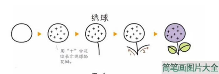 绣球花简笔画  第1张