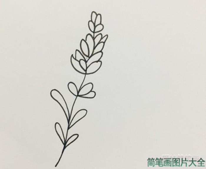 薰衣草简笔画  第3张