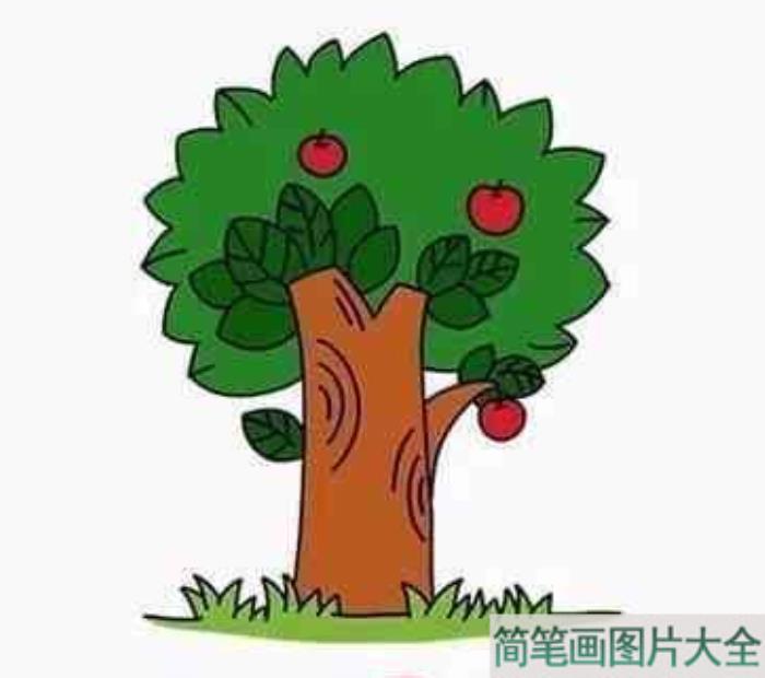 苹果树简笔画  第4张