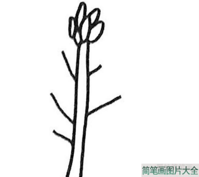 油菜花简笔画  第3张