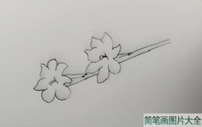 迎春花简笔画  第2张