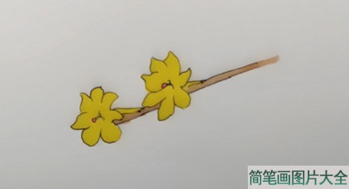 迎春花简笔画  第3张