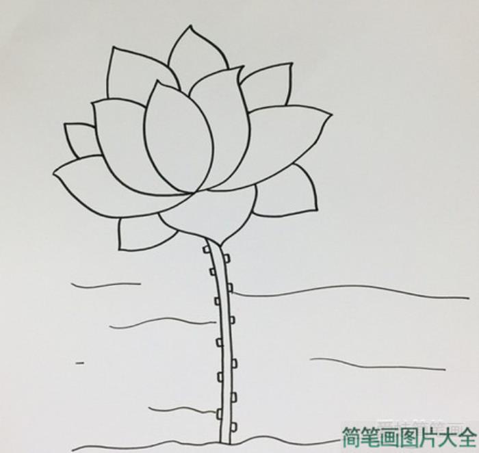 荷花简笔画  第3张