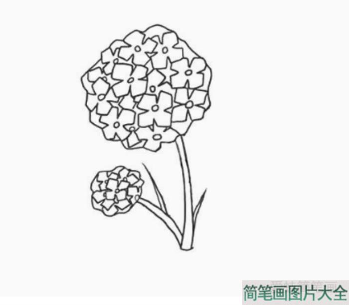 绣球花简笔画画法步骤  第6张