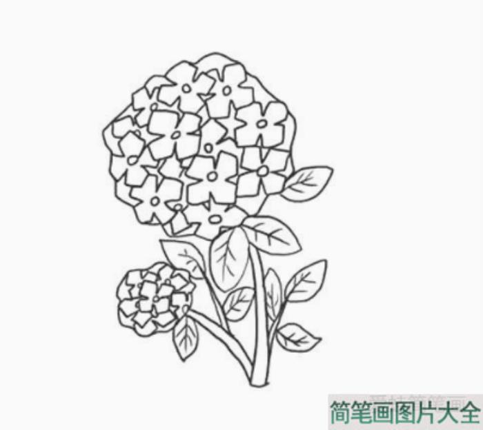 绣球花简笔画画法步骤  第7张