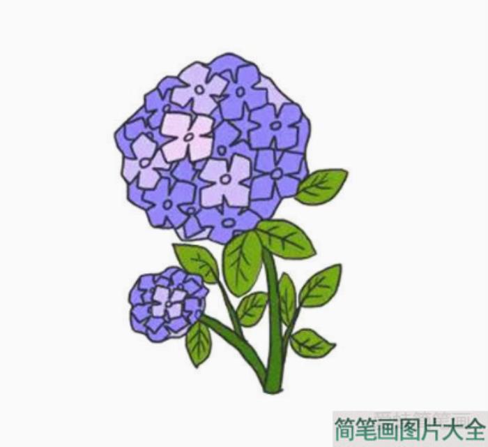 绣球花简笔画画法步骤  第8张