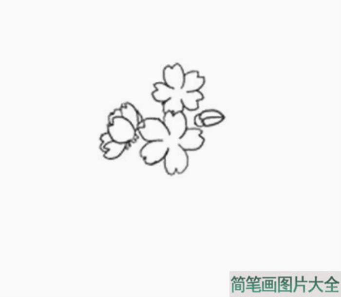 樱花的详细画法图解  第2张