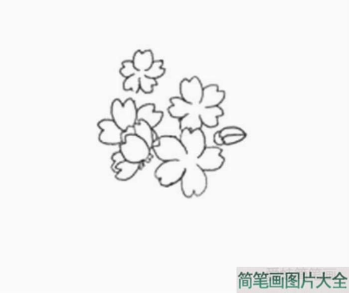 樱花的详细画法图解  第3张