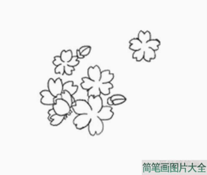 樱花的详细画法图解  第4张