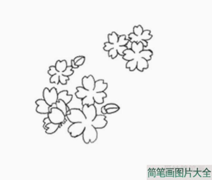 樱花的详细画法图解  第5张