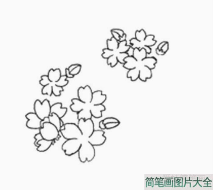 樱花的详细画法图解  第6张