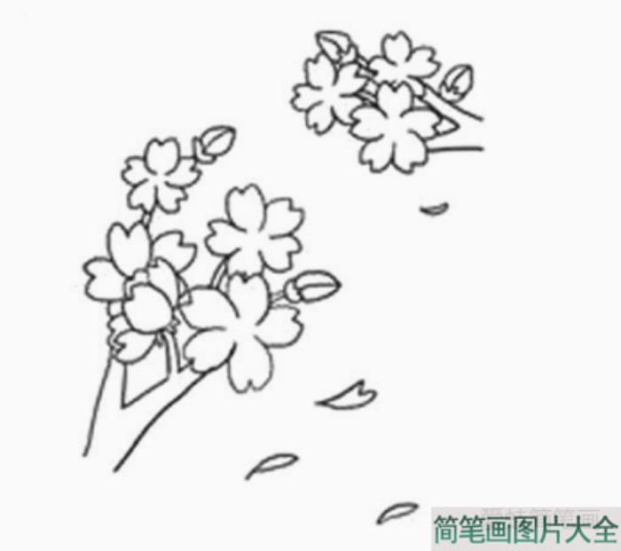 樱花的详细画法图解  第7张