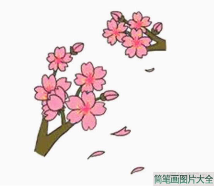 樱花的详细画法图解  第8张