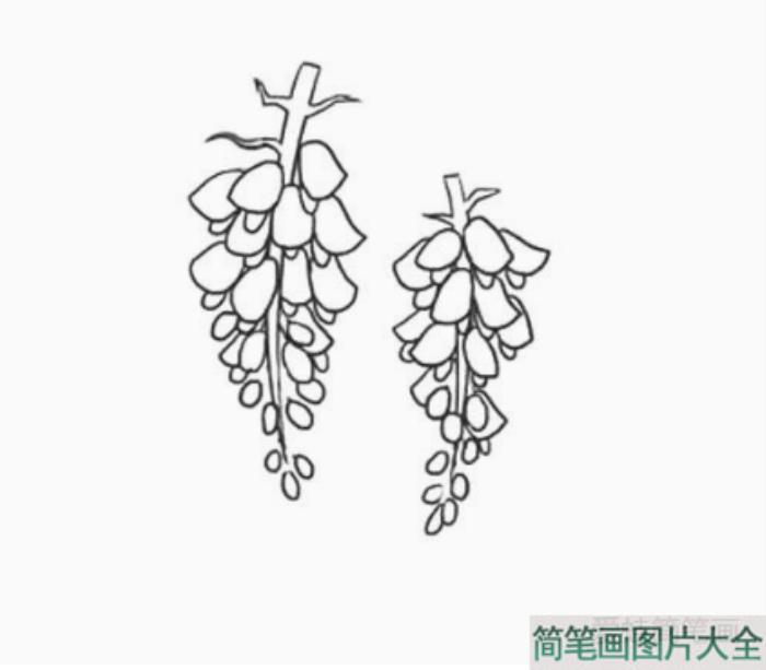 怎么画紫藤萝简笔画  第3张