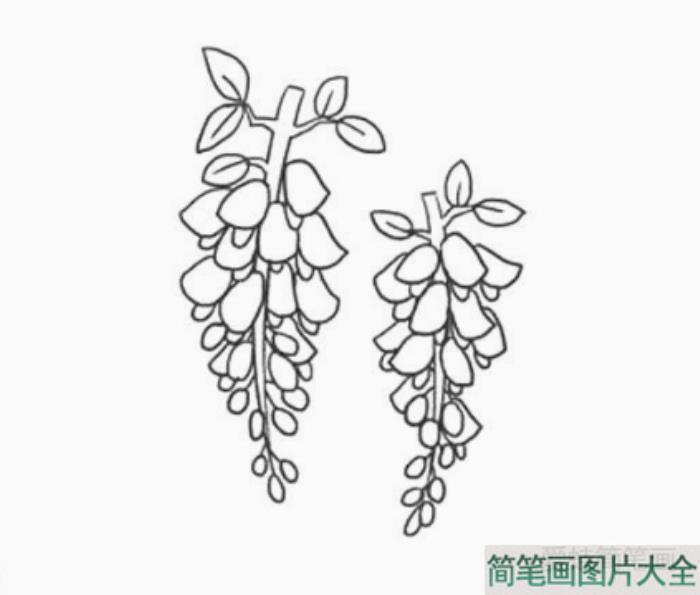 怎么画紫藤萝简笔画  第4张