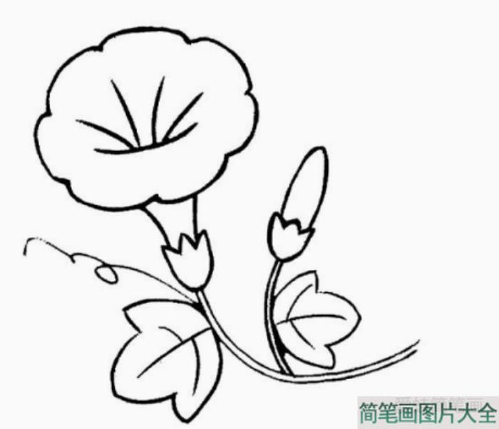 牵牛花怎么画  第5张