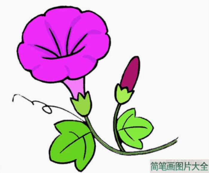 牵牛花怎么画  第6张