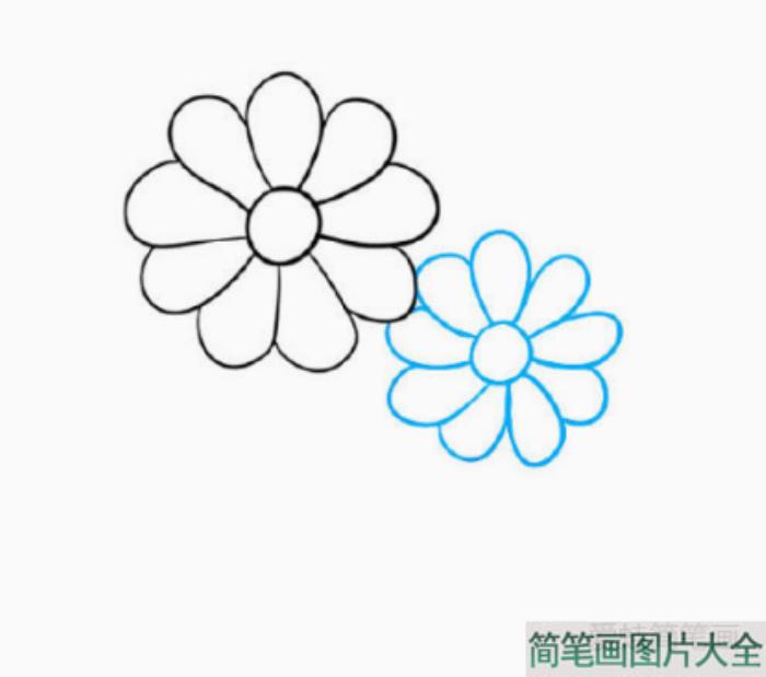 一步一步学画漂亮的菊花简笔画  第2张