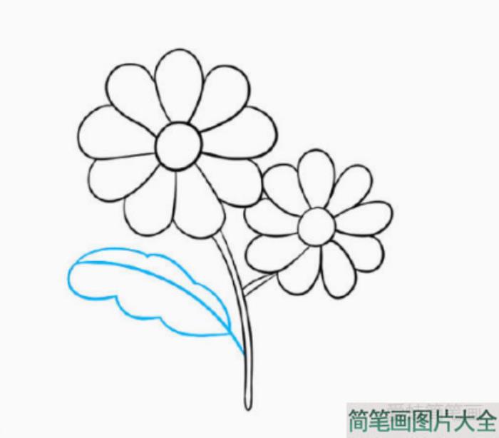 一步一步学画漂亮的菊花简笔画  第3张