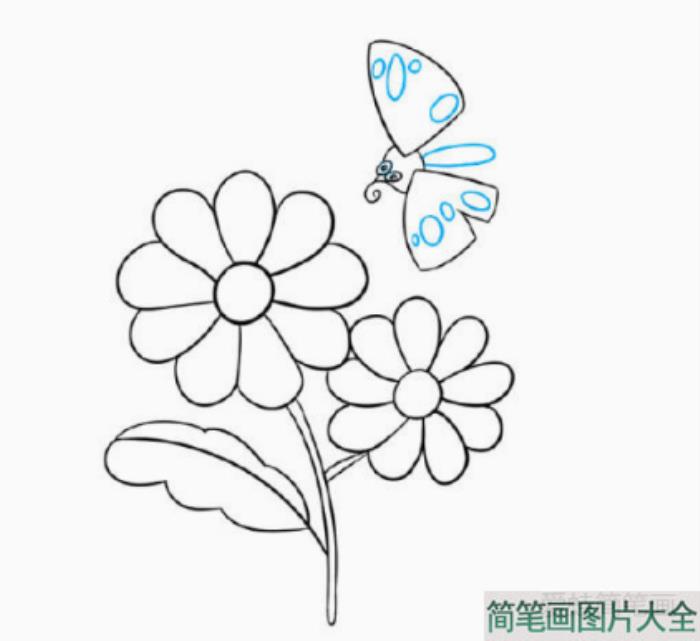 一步一步学画漂亮的菊花简笔画  第5张