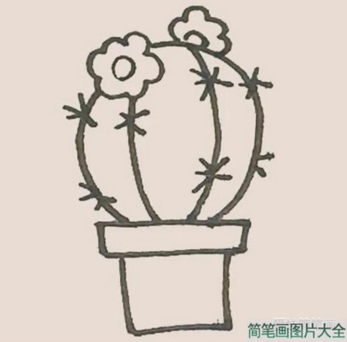 仙人球花简笔画  第4张