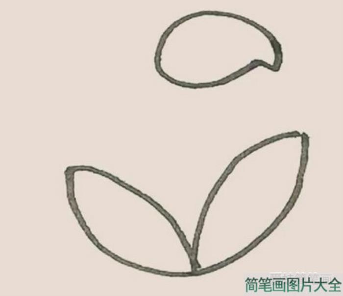 马蹄莲简笔画  第2张