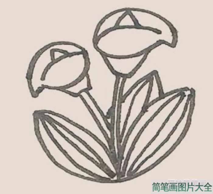 马蹄莲简笔画  第6张